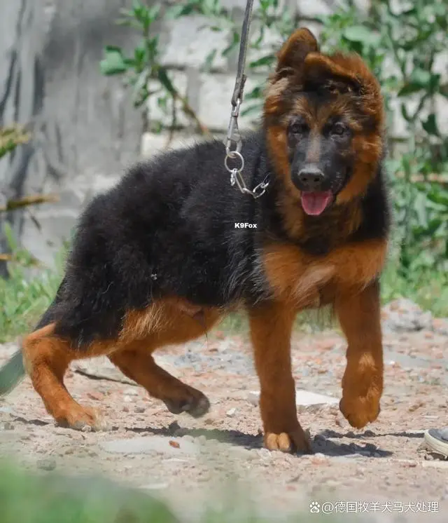 德国牧羊犬幼犬价格_德国牧羊幼犬多少钱_牧羊犬幼犬德国纯种