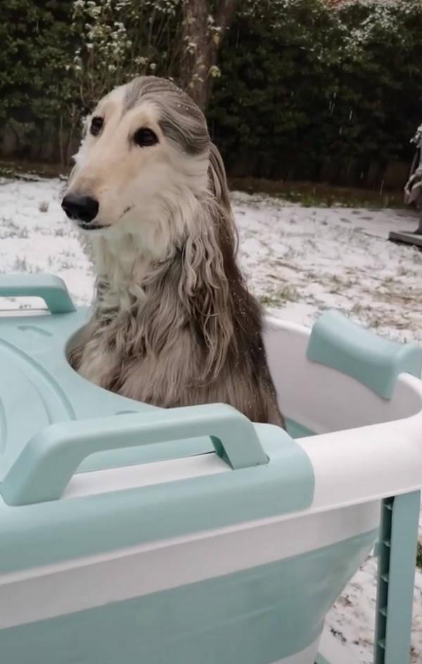 阿富汗猎犬图片_阿富汗猎犬图片多少钱一只_阿富汗猎犬图片价格