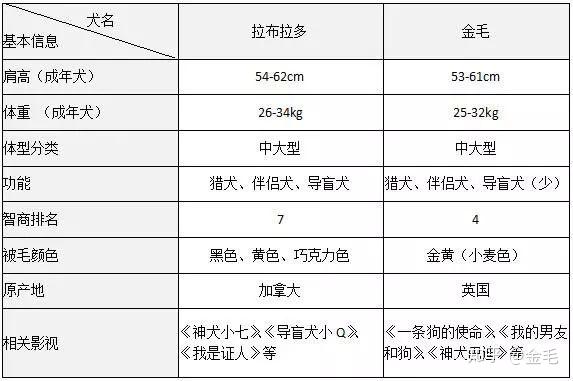 犬拉布拉多介绍图片_拉布拉多犬介绍_犬类拉布拉多