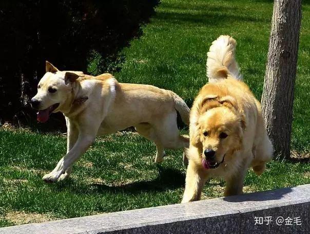 拉布拉多犬介绍_犬类拉布拉多_犬拉布拉多介绍图片