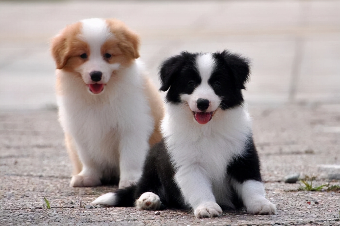 边境牧羊犬多少钱_边境牧羊犬价钱_边境牧羊犬值钱吗