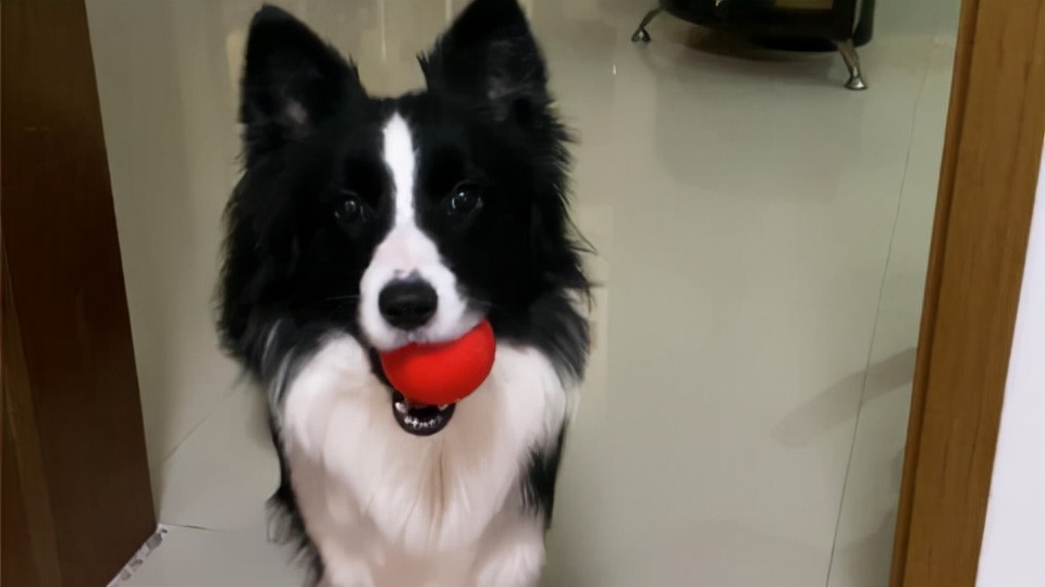 边境牧羊犬值钱吗_边境牧羊犬多少钱_边境牧羊犬价钱