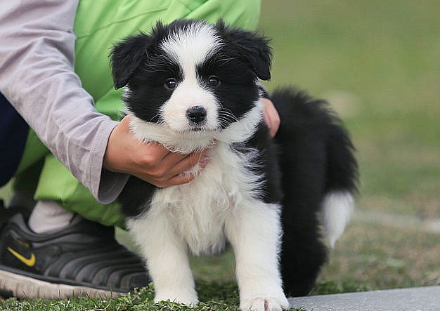 边境牧羊犬价钱_边境牧羊犬值钱吗_边境牧羊犬多少钱