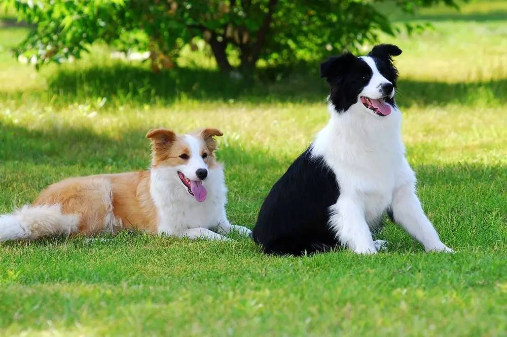 边境牧羊犬多少钱_边境牧羊犬值钱吗_边境牧羊犬价钱