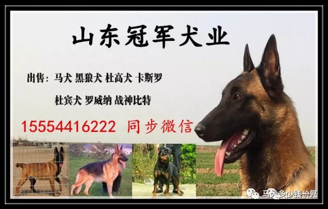 名犬拉布拉多_狗拉布拉多犬_拉布拉多犬多钱