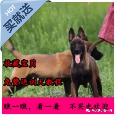 拉布拉多犬多钱_名犬拉布拉多_狗拉布拉多犬