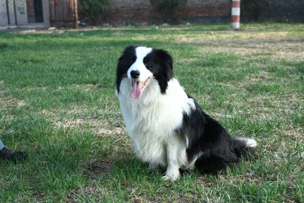 边境犬牧羊图片欣赏_边境牧羊犬图片_边境犬牧羊图片大全