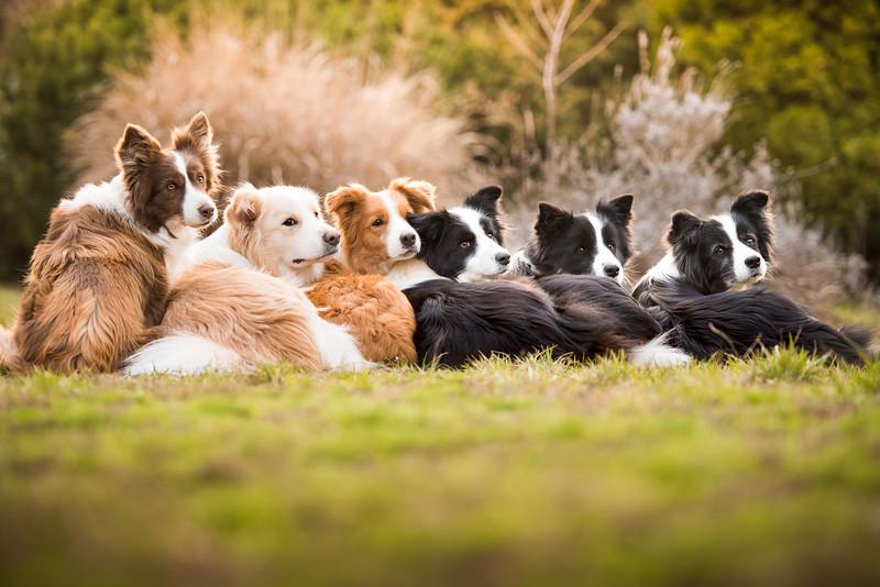 边境牧羊犬牧羊图片_边境牧羊犬图片_边境犬牧羊图片大全大图