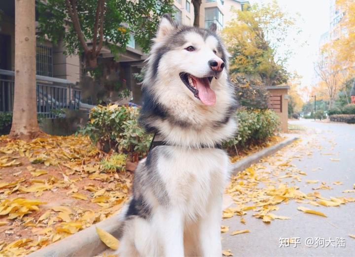 阿拉斯加雪橇长什么样_阿拉斯加雪橇犬_雪橇犬阿拉斯加