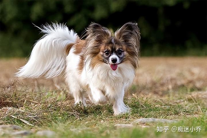 蝴蝶犬几块钱_蝴蝶犬价值多少钱_蝴蝶犬多少钱一只