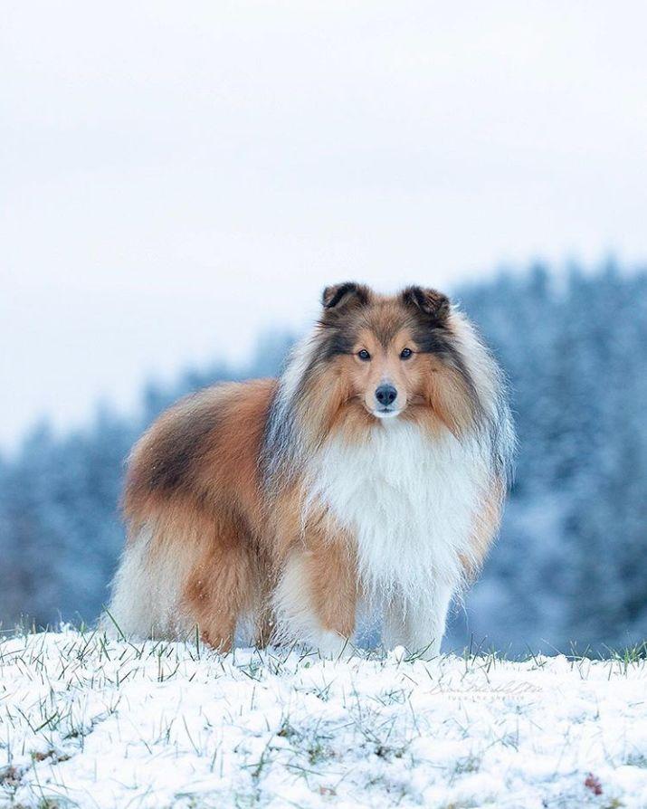 苏格兰牧羊犬价格_苏格兰牧羊犬小狗价格_苏格兰牧羊犬市场价