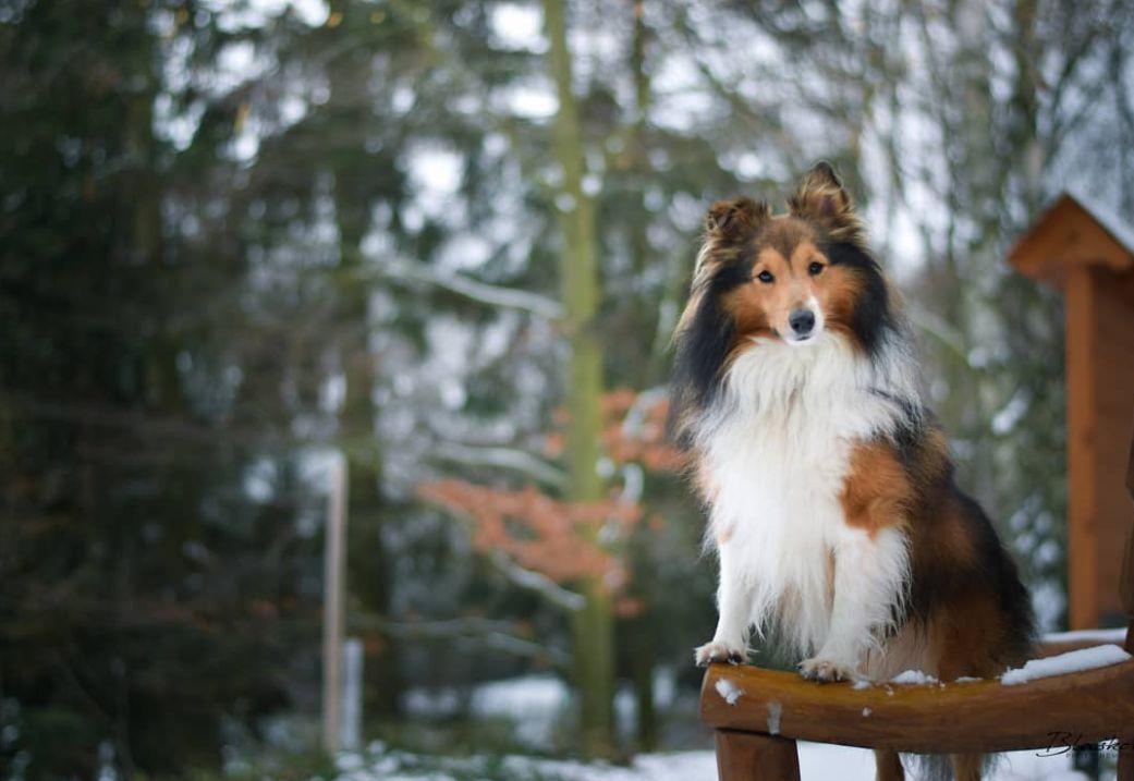 苏格兰牧羊犬小狗价格_苏格兰牧羊犬价格_苏格兰牧羊犬市场价