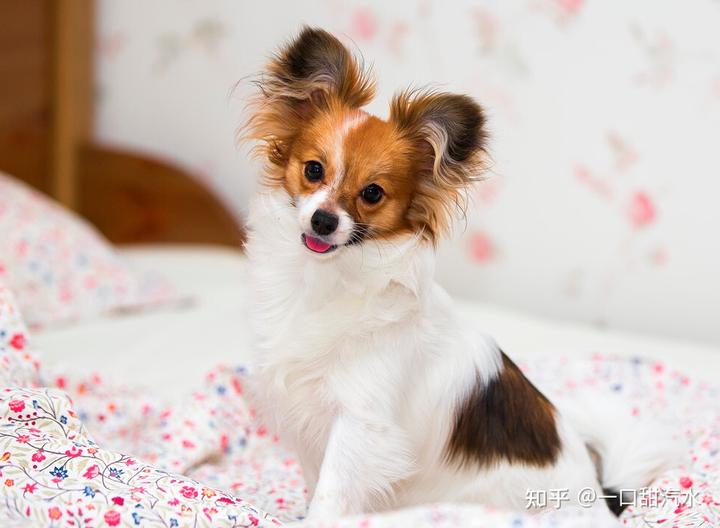 蝴蝶犬价值多少钱_蝴蝶犬值钱吗_蝴蝶犬多少钱一只