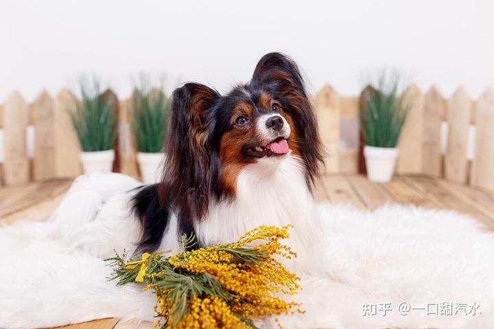 蝴蝶犬多少钱一只_蝴蝶犬价值多少钱_蝴蝶犬值钱吗