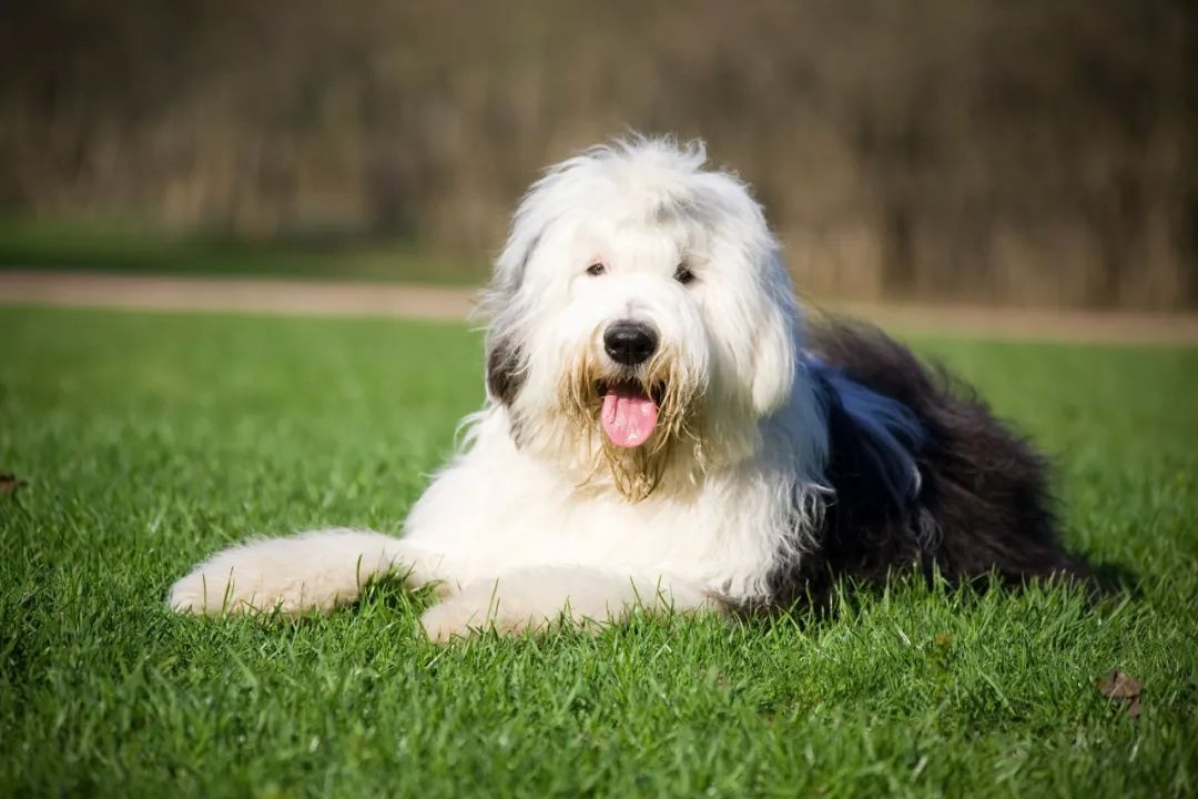 英国古代牧羊犬幼犬多少钱一只_古代英国牧羊犬多少钱_英国古代牧羊犬价格