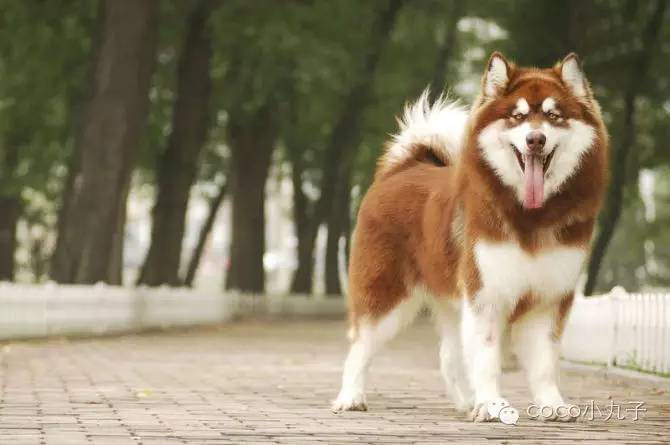 红色阿拉斯加雪橇犬_红色的阿拉斯加犬_阿拉斯加雪橇犬颜色