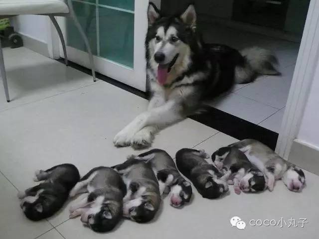 阿拉斯加雪橇犬颜色_红色的阿拉斯加犬_红色阿拉斯加雪橇犬