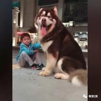 阿拉斯加雪橇犬颜色_红色的阿拉斯加犬_红色阿拉斯加雪橇犬