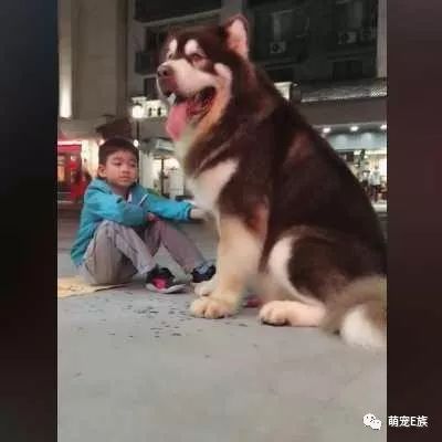 红色阿拉斯加雪橇犬_红色的阿拉斯加犬_阿拉斯加雪橇犬颜色