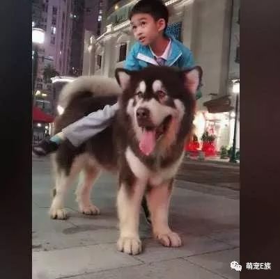 红色的阿拉斯加犬_红色阿拉斯加雪橇犬_阿拉斯加雪橇犬颜色