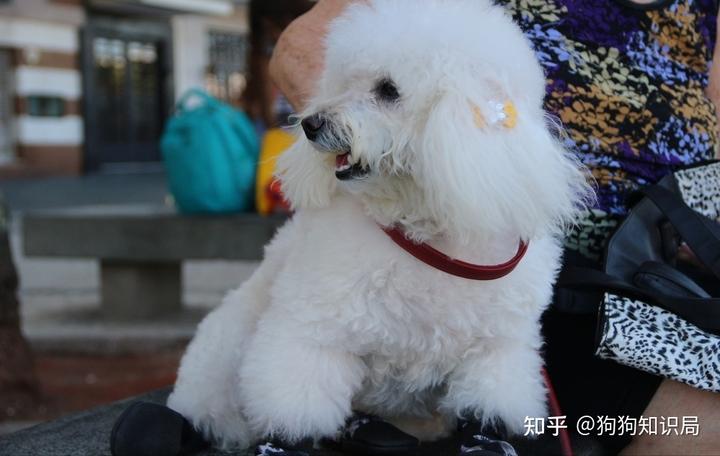 茶杯泰迪狗图片_茶杯泰迪吧百度贴吧_茶杯泰迪的饲养方法