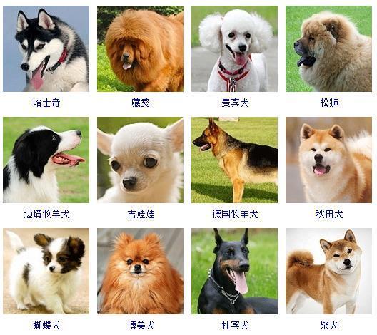 比利时牧羊犬图片_比利时犬牧羊图片高清_比利时比利时牧羊犬