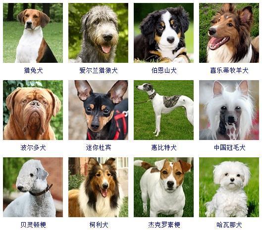 比利时犬牧羊图片高清_比利时比利时牧羊犬_比利时牧羊犬图片