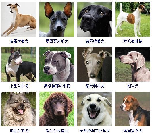 比利时犬牧羊图片高清_比利时比利时牧羊犬_比利时牧羊犬图片