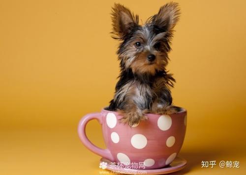 犬茶杯泰迪图片高清_茶杯泰迪犬图片_茶杯狗泰迪