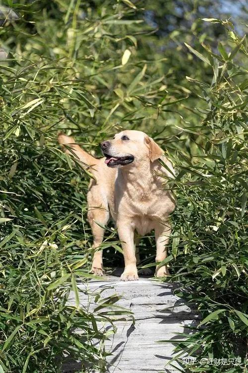 拉布拉多幼犬价格多少钱一只_幼犬拉布拉多多少钱_幼小拉布拉多多少钱