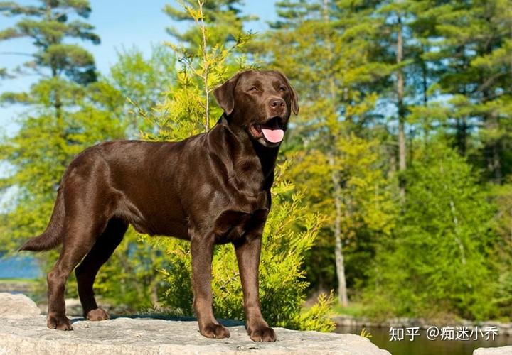 拉布拉多犬价格600元_拉布拉多犬的价格_犬拉布拉多价格多少钱