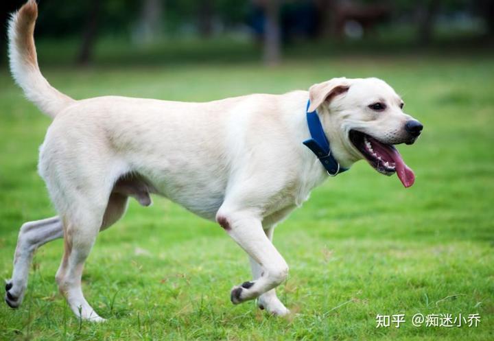 拉布拉多犬的价格_拉布拉多犬价格600元_犬拉布拉多价格多少钱