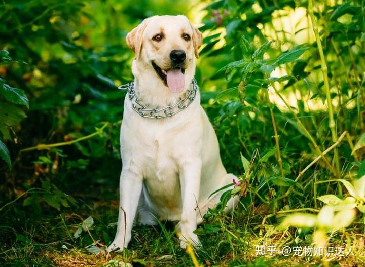 拉布拉多犬的价格_犬拉布拉多价格多少_犬拉布拉多价格及图片