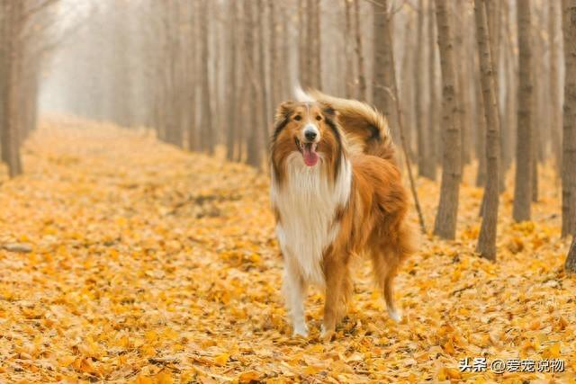 苏格兰犬牧羊价格多少_苏格兰牧羊犬价格_苏格兰犬牧羊价格表