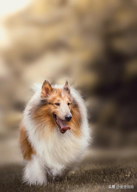 苏格兰犬牧羊价格多少_苏格兰犬牧羊价格表_苏格兰牧羊犬价格