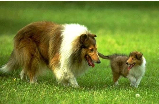 苏格兰犬牧羊价格表_苏格兰犬牧羊价格多少_苏格兰牧羊犬价格