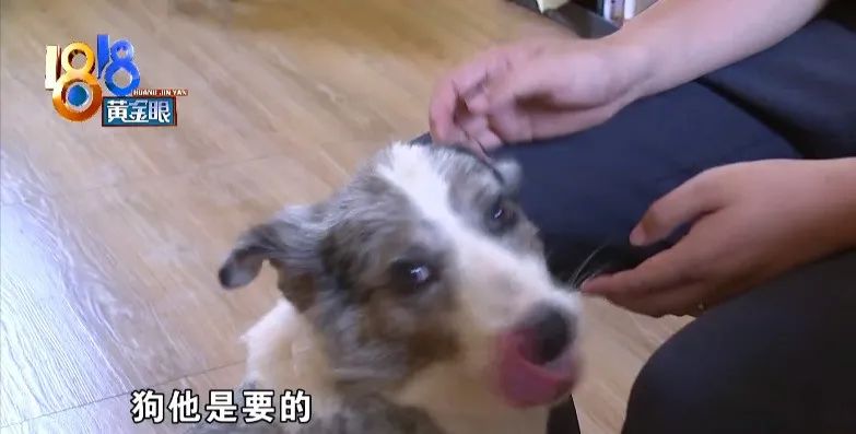 边境牧羊犬市场价_边境犬牧羊价格多少钱_边境牧羊犬价格