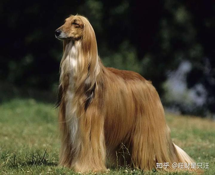 阿富汗猎犬价格多少钱一只_阿富汗猎犬价格及图片欣赏_阿富汗猎犬价格