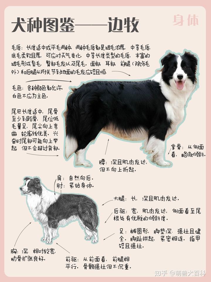 边境牧羊犬的图片_边境犬牧羊图片欣赏_边境牧羊犬简介