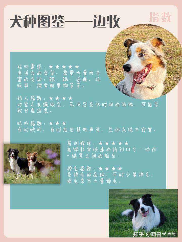 边境牧羊犬简介_边境牧羊犬的图片_边境犬牧羊图片欣赏