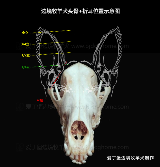 边境牧羊犬的图片_边境犬牧羊图片欣赏_边境犬牧羊图片大全