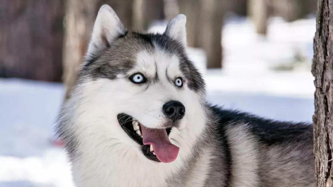 红色阿拉斯加雪橇犬_阿拉斯加雪橇犬红棕色_红色的阿拉斯加犬