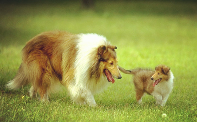 纯种苏格兰牧羊犬_苏格兰犬牧羊纯种图片_苏格兰牧羊犬品种