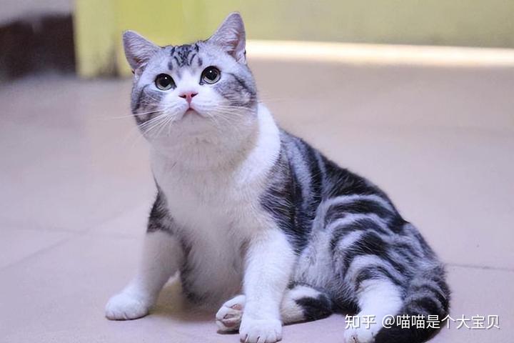 宠物猫排名及价格_宠物猫价格排行2018_宠物猫排名价格榜