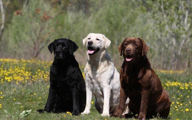 纯种拉布拉多犬特征（训练拉布拉多的技巧）