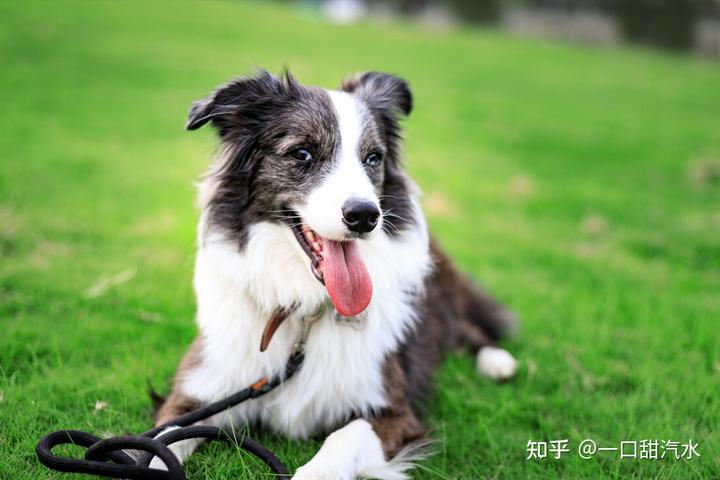 边牧犬多少钱一只幼崽_边牧崽崽多少钱_边牧犬幼崽多少钱一个