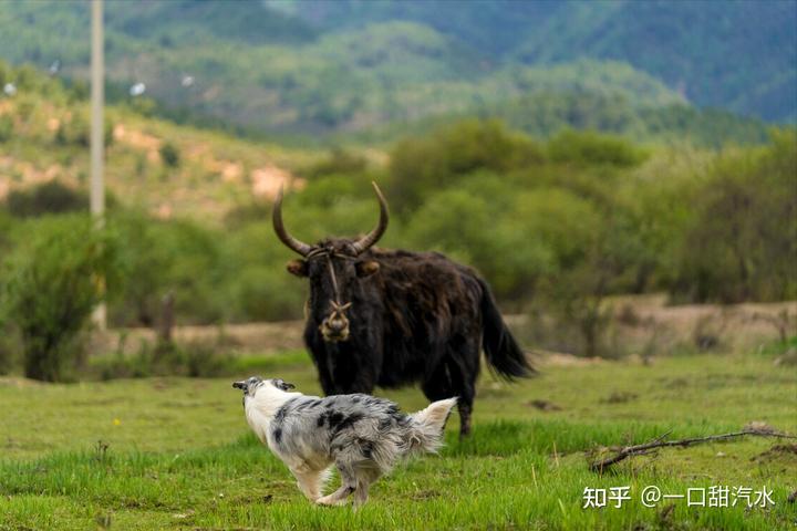 边牧崽崽多少钱_边牧犬幼崽多少钱一个_边牧犬多少钱一只幼崽