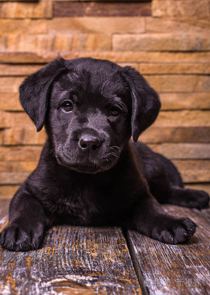 纯种拉布拉多犬_纯种拉布拉多小狗_犬纯种拉布拉多图片