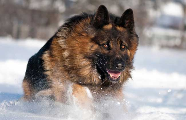 德国牧羊犬多少钱_德国牧羊犬价格_德国牧羊犬市场价