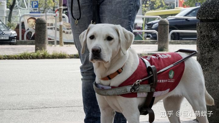 纯种拉布拉多价钱_纯种拉布拉多犬价格_犬纯种拉布拉多价格多少